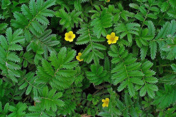 Potentille - photo