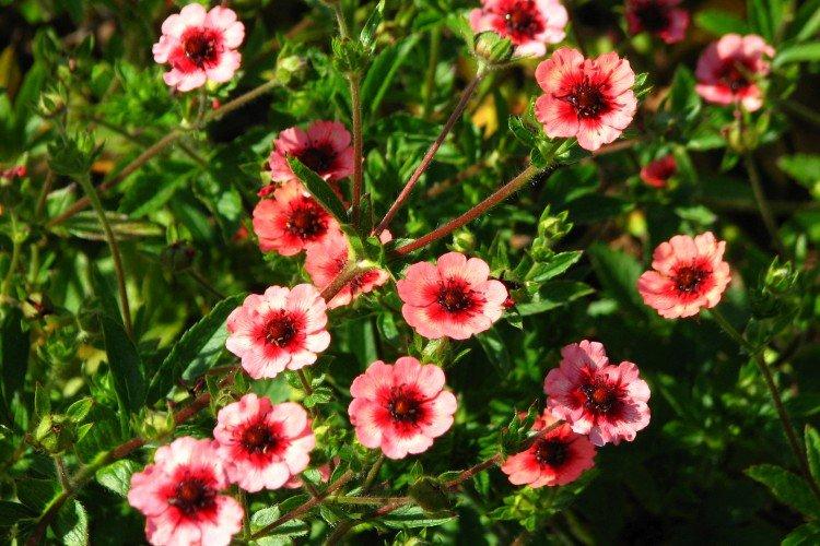 Potentille Népalaise