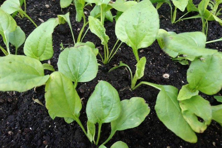 Plantation et sélection d'échinacée