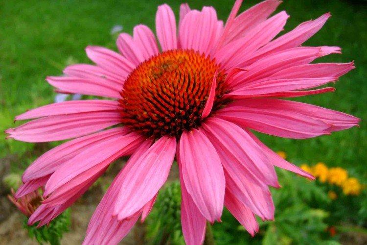 Échinacée - photo