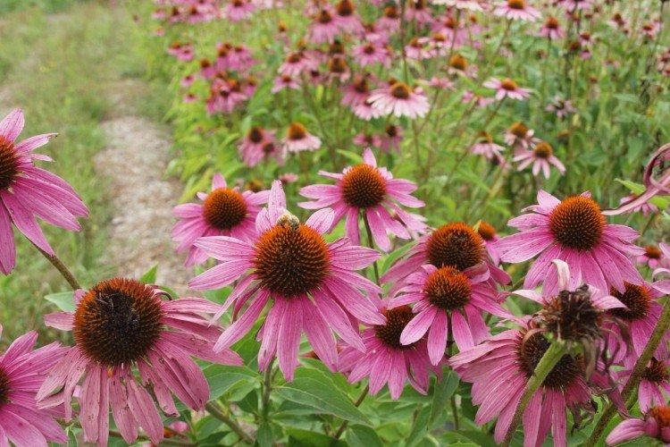Échinacée - photo