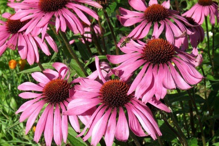Échinacée - photo