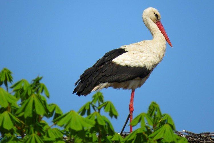 Apparence de cigogne