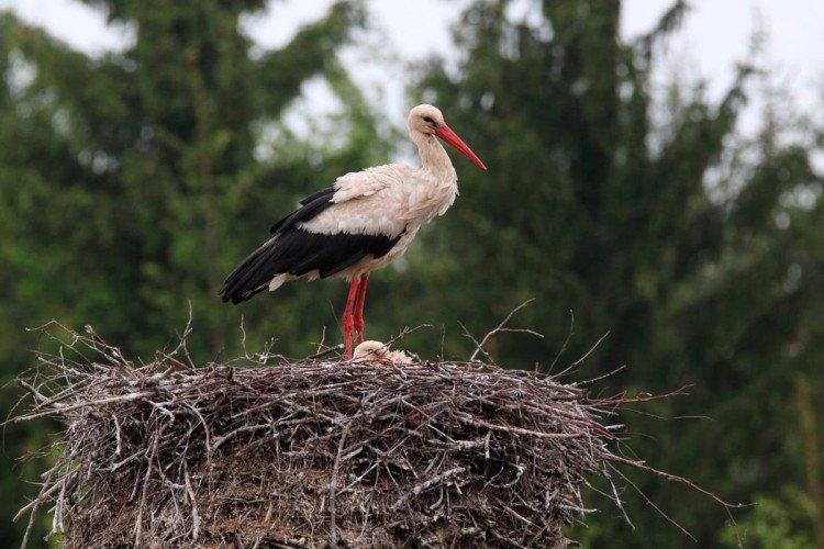Combien de temps vivent les cigognes ?