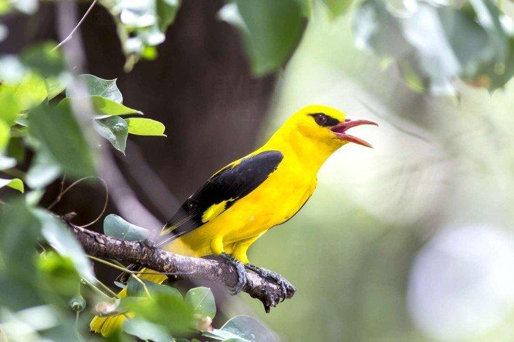 Apparence de l'Oriole