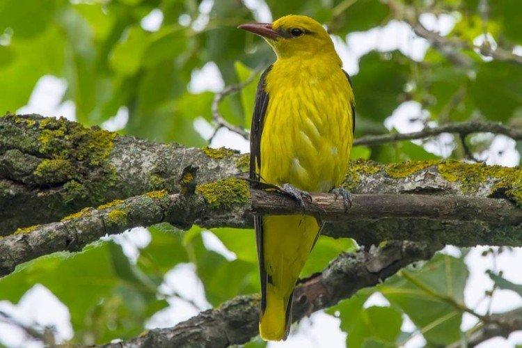 Combien de temps vit le loriot ?
