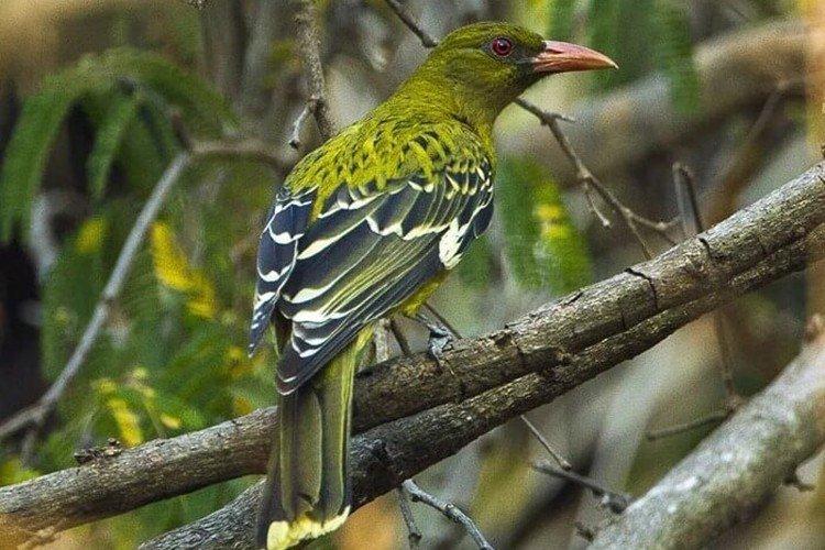 Loriot à tête verte