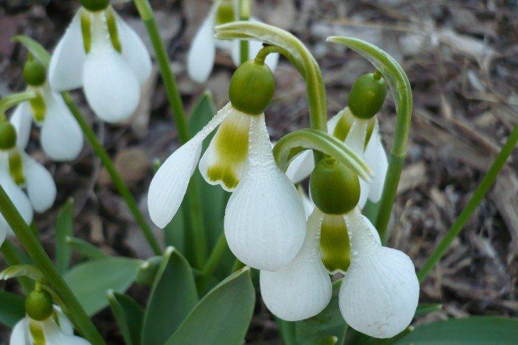 Galanthus - photo