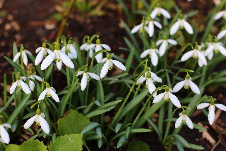 Galanthus - photo
