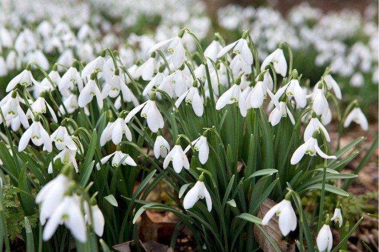 Galanthus - photo