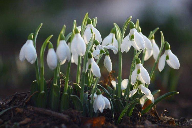 Galanthus - photo