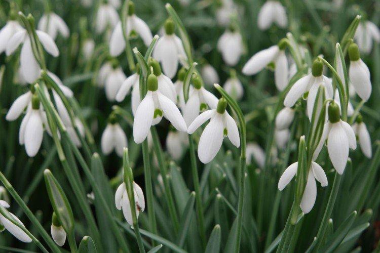 Galanthus - photo