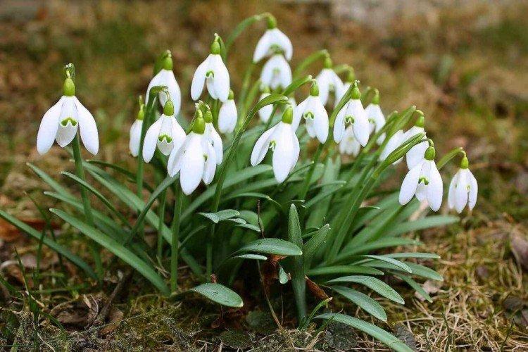 Galanthus - photo