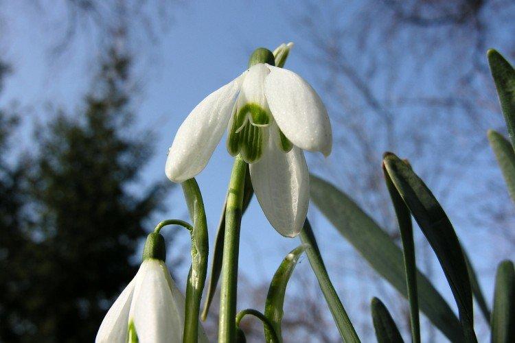 Galanthus - photo
