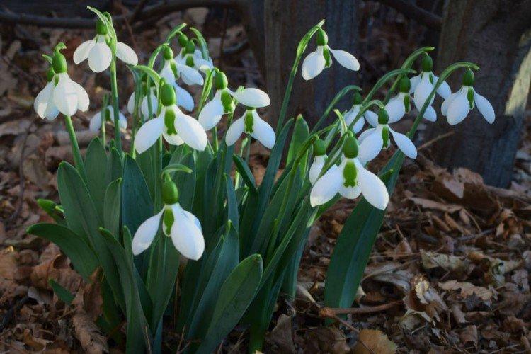 Galanthus Elvis