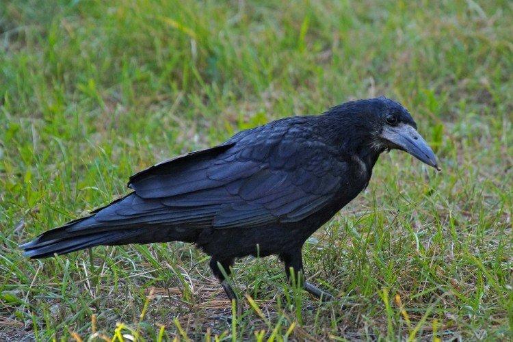 Tours - photo d'oiseau