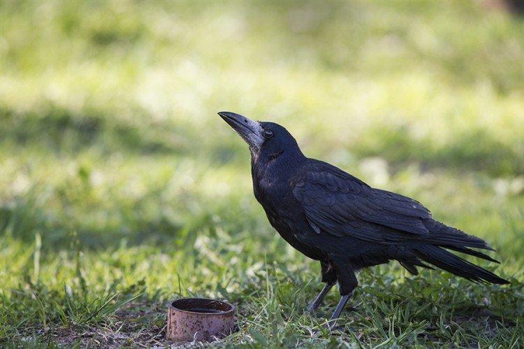 Tours - photo d'oiseau