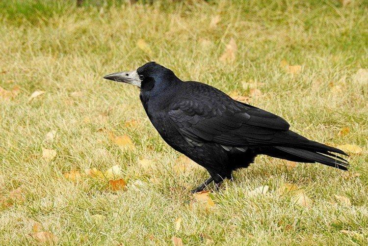 Tours - photo d'oiseau