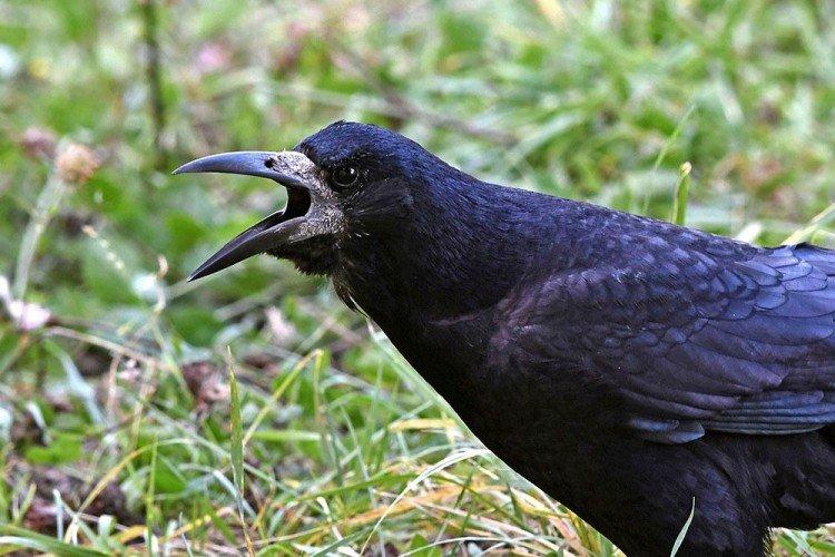 Tours - photo d'oiseau
