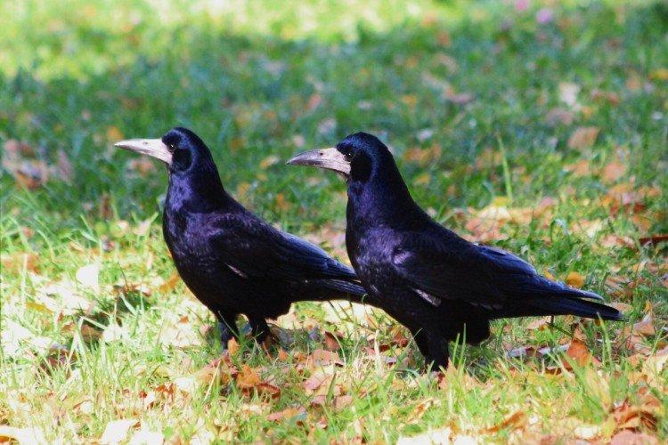 Tours - photo d'oiseau