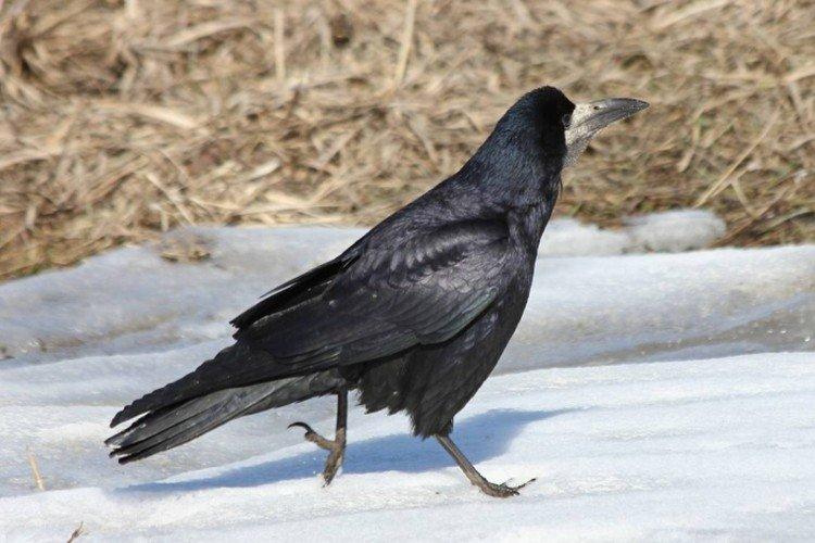 Tours - photo d'oiseau