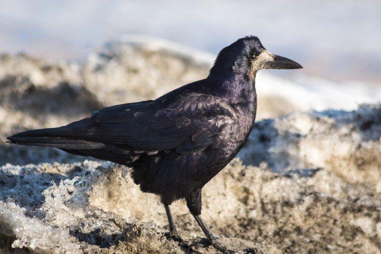Tours - photo d'oiseau
