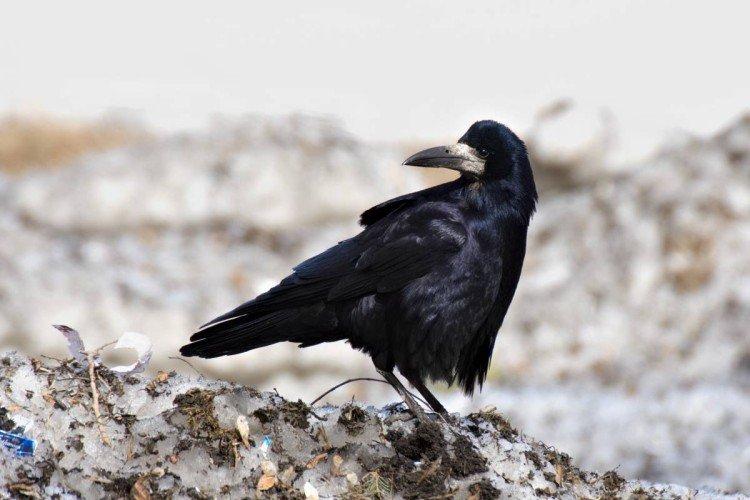 Tours - photo d'oiseau