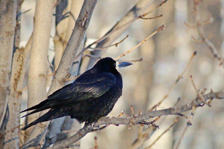 Tours - photo d'oiseau