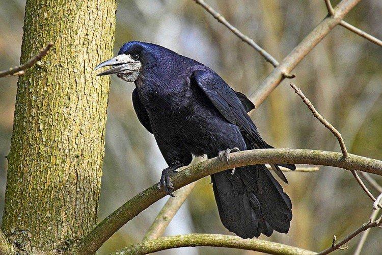 Tours - photo d'oiseau