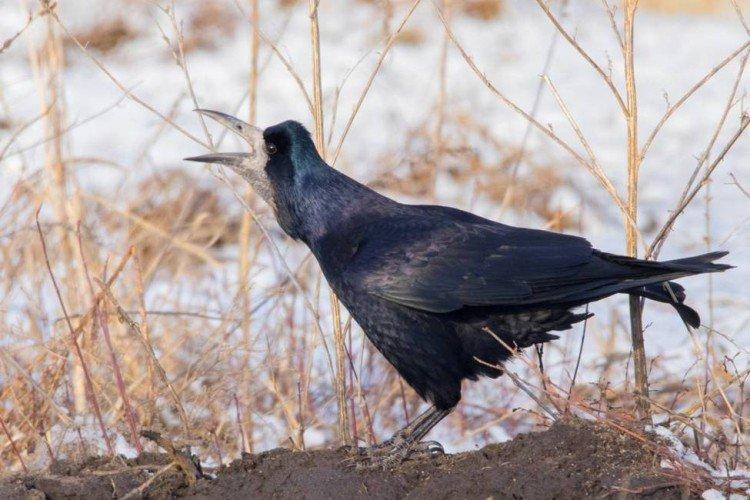 Tours - photo d'oiseau