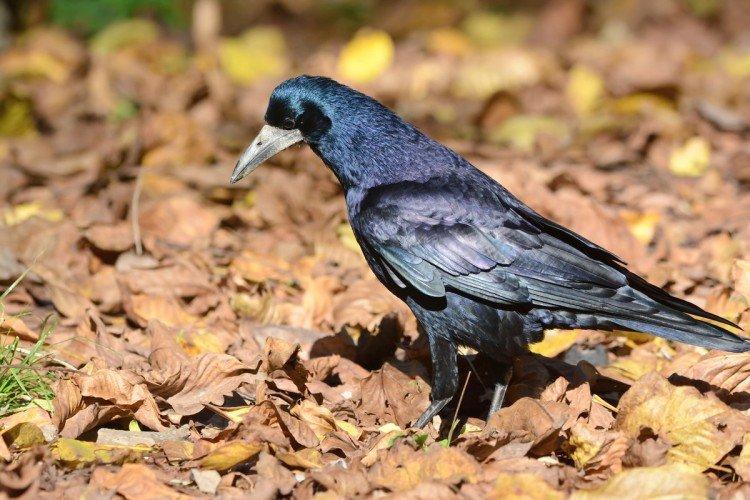 Rester en captivité