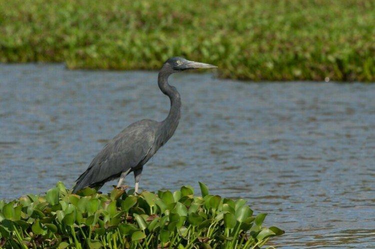 Héron de Madagascar