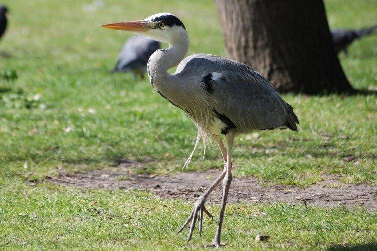 Les hérons peuvent-ils nager ?