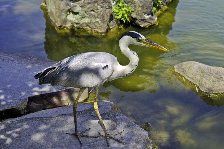 Héron - photo d'oiseau
