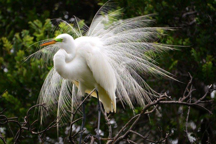 Héron - photo d'oiseau