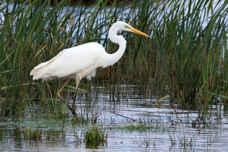 Héron - photo d'oiseau