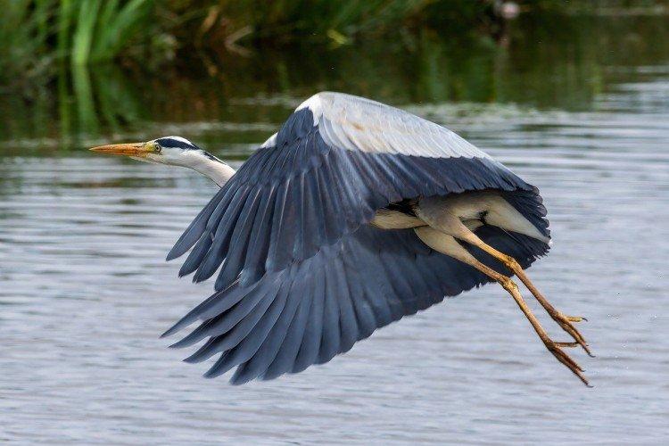 Héron - photo d'oiseau