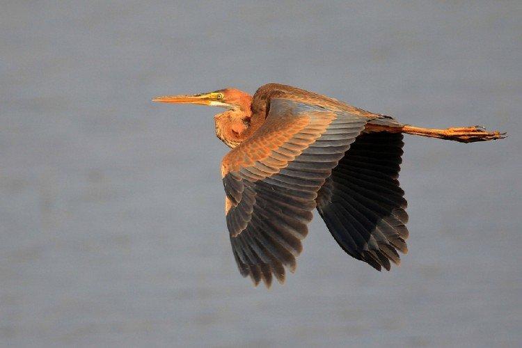 Héron - photo d'oiseau