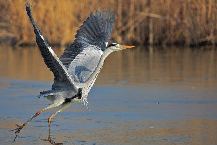 Héron - photo d'oiseau