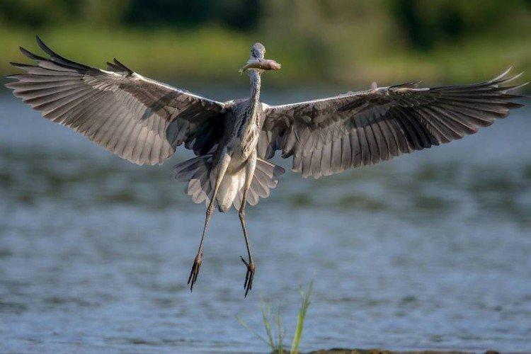 Héron - photo d'oiseau