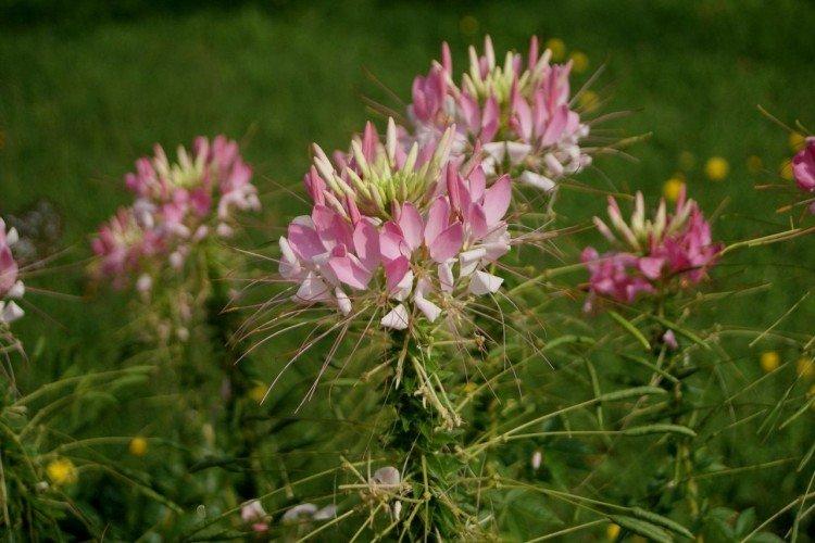 Engrais et alimentation