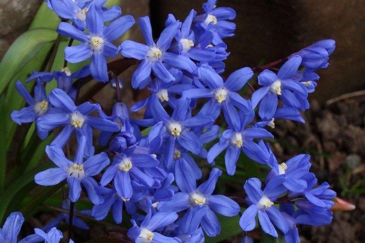 Stockage des ampoules