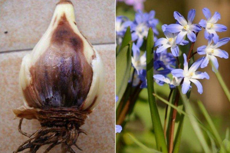 Lutte contre les parasites et les maladies