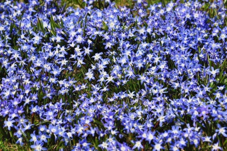 Chionodoxa - photo