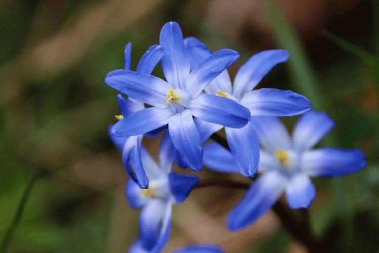 Chionodoxa - photo