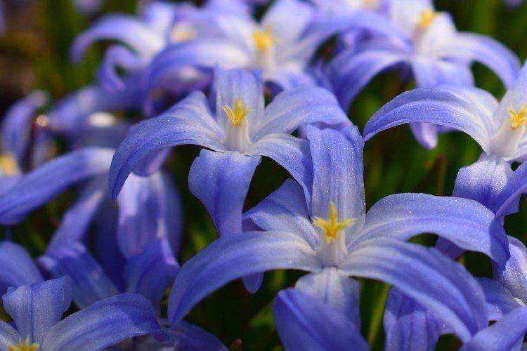 Chionodoxa - photo