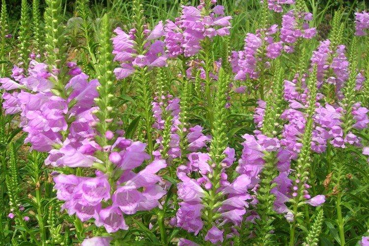 Physostégie - photo