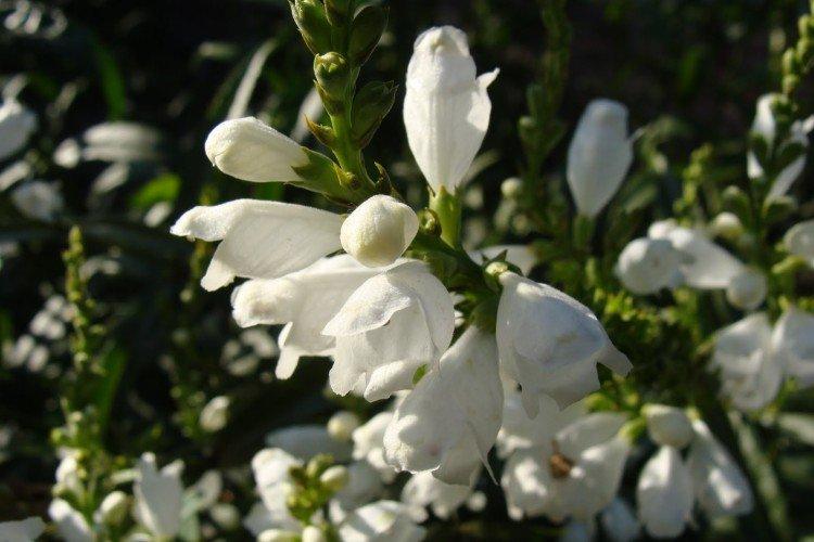 Physostégie - photo