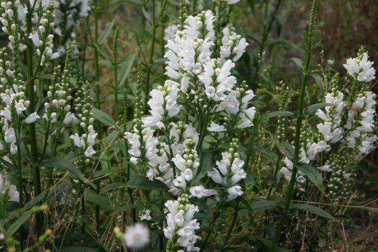 Physostégie - photo