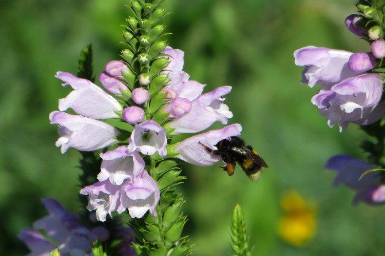 Physostégie - photo